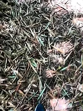 Blanco2023 on StripChat