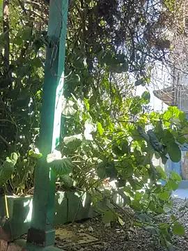 Sofyalone_ on StripChat