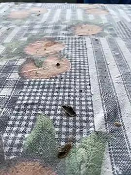 tixyanal70 on StripChat